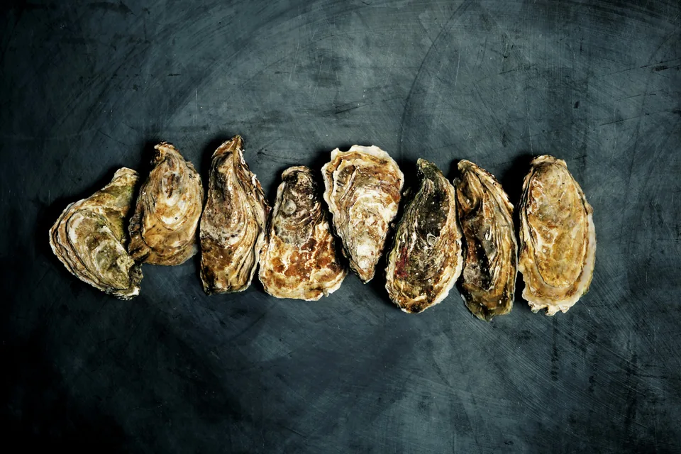 A row of oyster shells on a dark surface