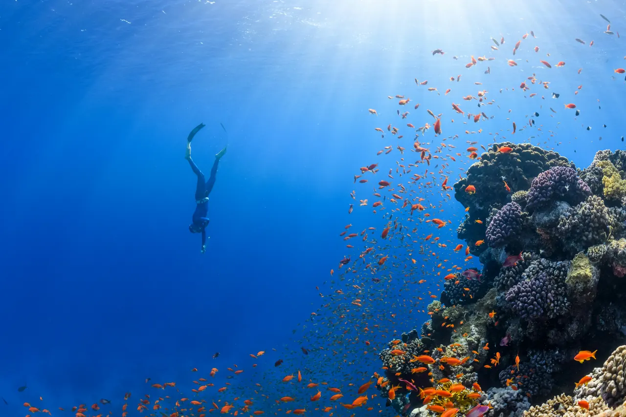 A freediver beside a coral reef with orange fish and sunlight filtering through the water